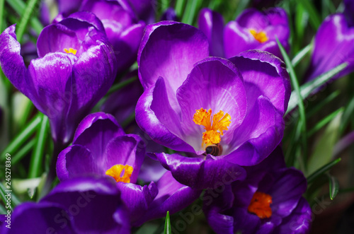 Blooming purple crocuses. Close-up