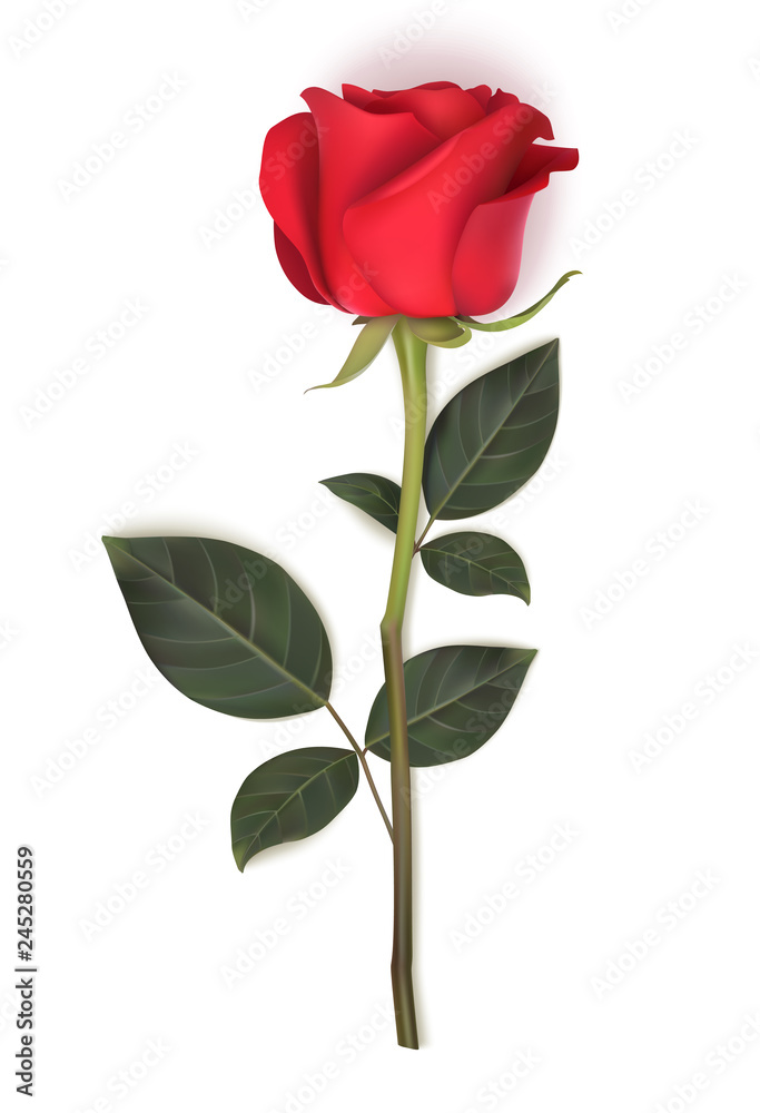 Single red rose with long stem and green leaves isolated on white background. Vector illustration. Spring flower for holiday decoration
