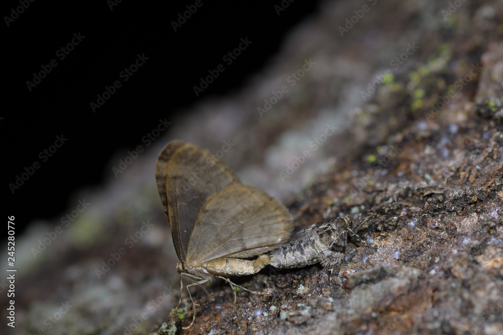 Obraz premium フユシャクの交尾