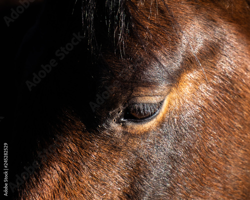 Horse eye - Color