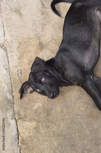 black dog on cement floor