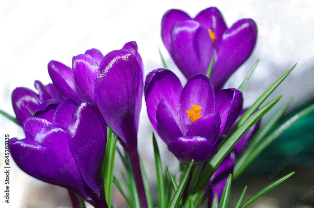 Purple crocuses on a light background Purple crocuses on a light background