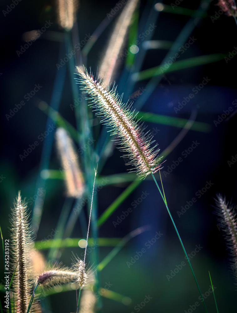Grass flowers tropical of beautiful Grass flowers tropical of beautiful