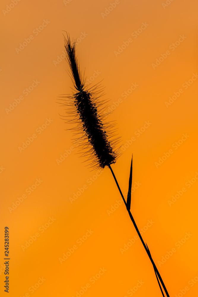 Grass flowers tropical of beautiful Grass flowers tropical of beautiful