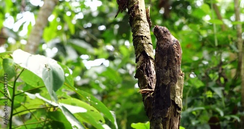 Common Potoo (Nyctibeus griseus) sitting on its nest. camouflaged on a dead tree stump in the rainforest, Ecuador.