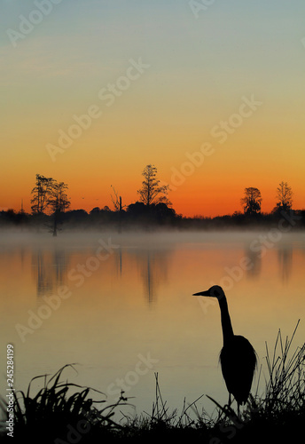silhouette of crane in sunset at Circle B Bar Reserve
