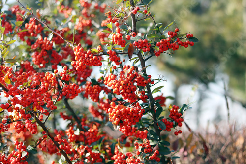 Pyracantha branch with berry-like photo