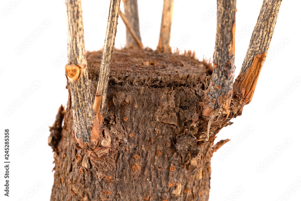 Naklejka premium faded plant of Pachira macrocarpa close up on white background