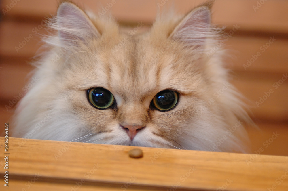 猫　キャット　ねこ　ネコ　瞳　目　ペット