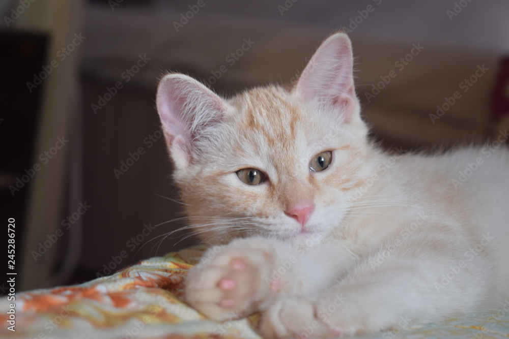 Obraz premium Kitty