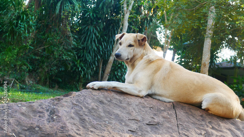Stray dog, homeless dog waiting something in a slag © kayasit