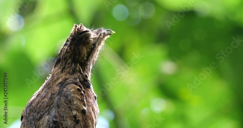 Common Potoo (Nyctibeus griseus) sitting on its nest. camouflaged on a dead tree stump in the rainforest, Ecuador.