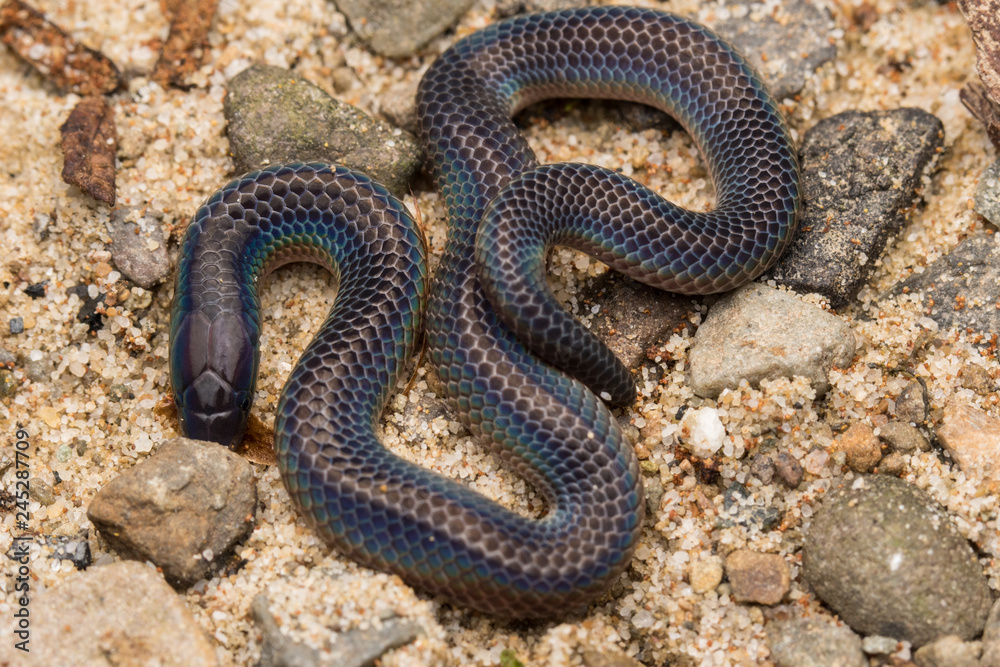 Obraz premium Macro image and Detail of shiny Schmidt's Reed Snake from Borneo , Beautiful Snake