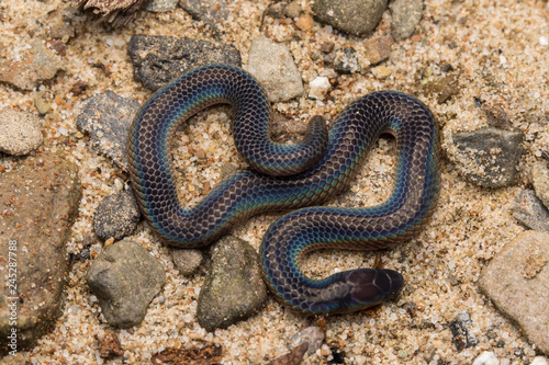 Macro image and Detail of shiny Schmidt's Reed Snake from Borneo , Beautiful Snake