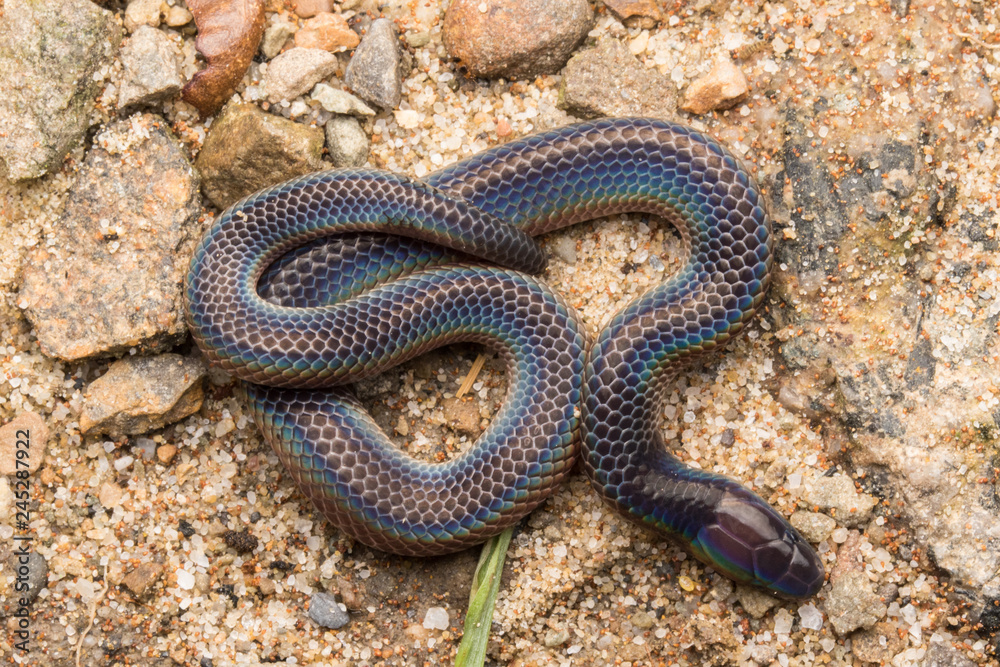 Macro image and Detail of shiny Schmidt's Reed Snake from Borneo , Beautiful Snake Macro image and Detail of shiny Schmidt's Reed Snake from Borneo , Beautiful Snake