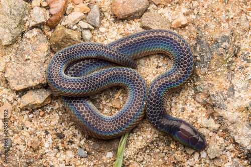 Macro image and Detail of shiny Schmidt's Reed Snake from Borneo , Beautiful Snake