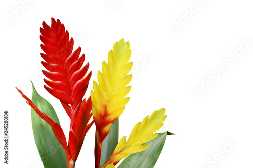 Slika na platnu Red Yellow Bromeliad Flowers with Green Leaves Isolated on White Background