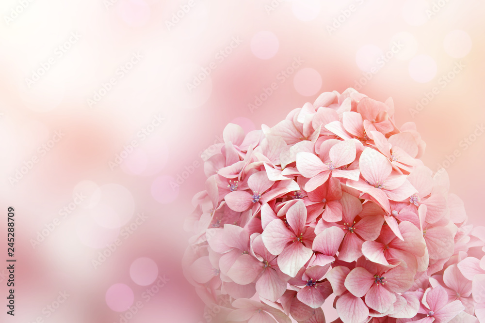 Fototapeta premium Pink Hydrangea Flowers with Soft Pastel Color Background