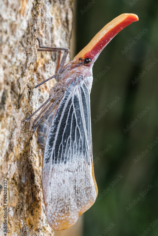 lantern bug is a insect on tree fruits at Sabah, Borneo. Also is a rare