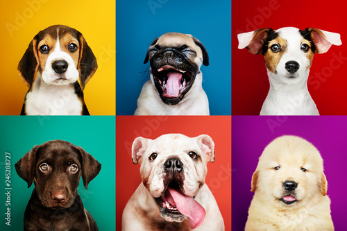 Vászonkép Portrait collection of adorable puppies