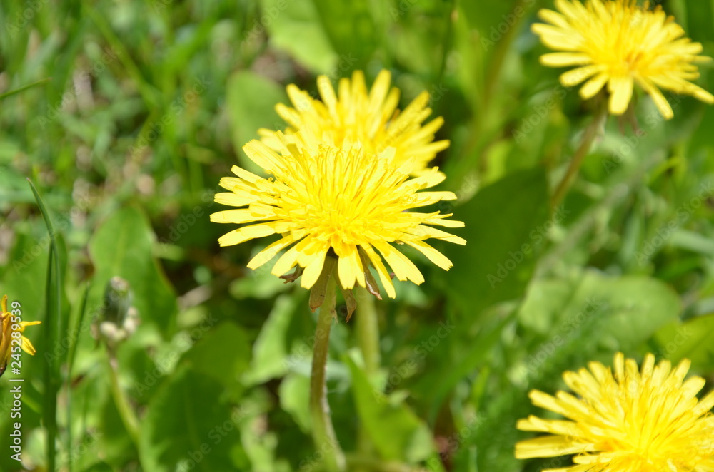 yellow dandelion in the grass