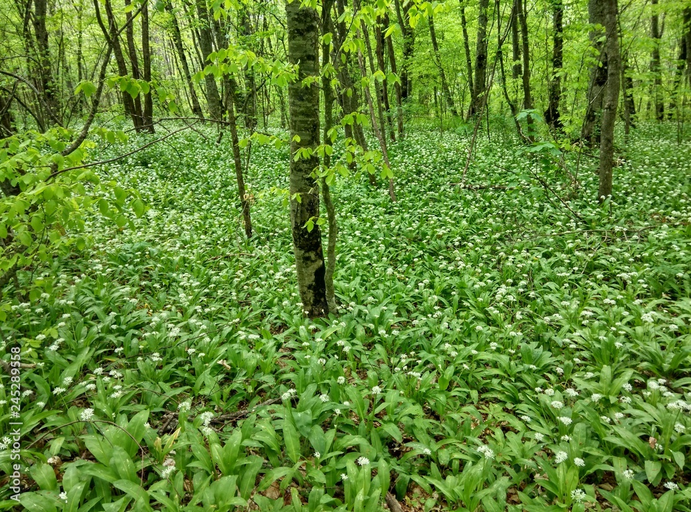 Obraz premium green grass in the forest