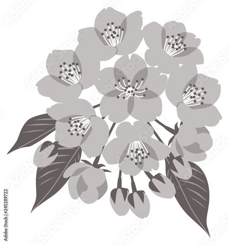 monochrome cherry blossoms in full bloom