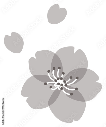monochrome cherry blossoms and petal