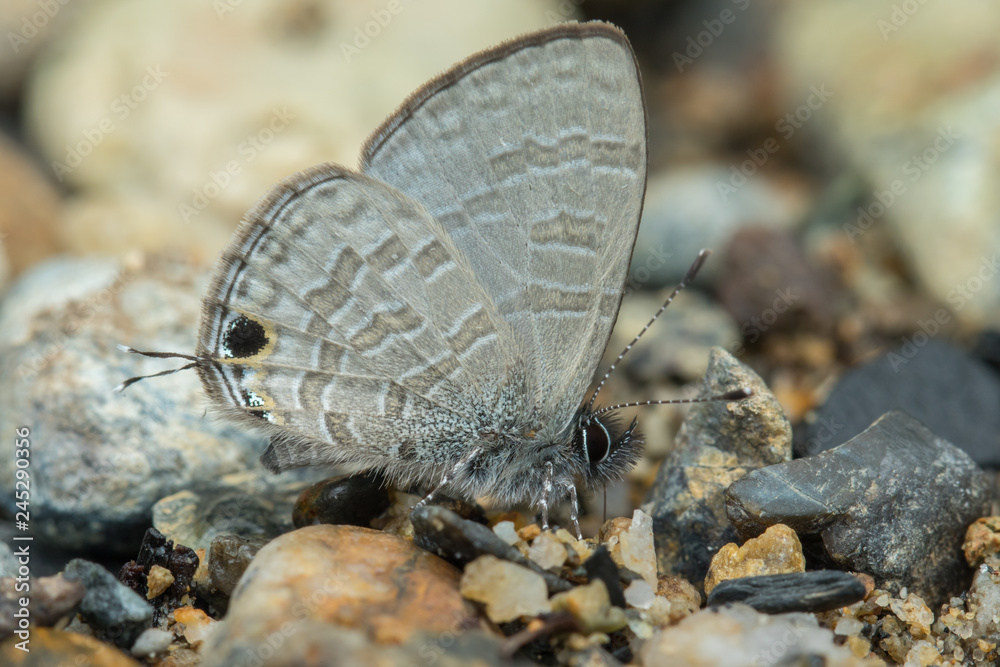 Nature Macro Image of beautiful Butterfly of Borneo, Butterfly image Suitable for wallpaper use Nature Macro Image of beautiful Butterfly of Borneo, Butterfly image Suitable for wallpaper use
