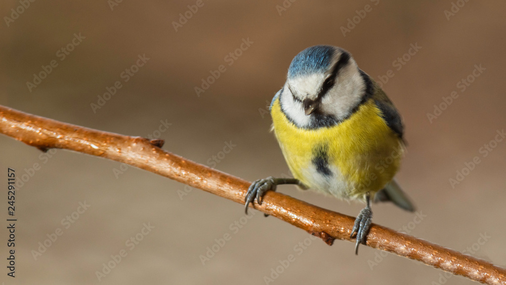 Obraz premium Oiseaux du Grésivaudan - Isère.