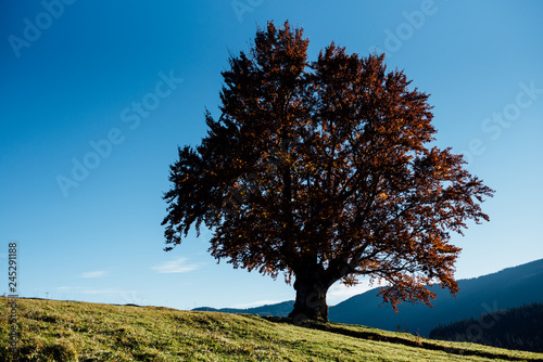 Lonely tree in the middle of the picturesque mountains in the evening