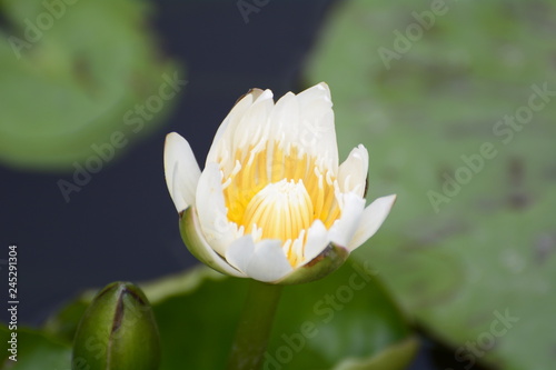 lotus, flower, beautiful, pink, nature, green, summer, background, white, water, tropical, blossom, flora, bloom, botany, peace, oriental, pond, aquatic, waterlily, landscape, leaf, beauty, blooming, 