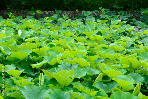 lotus, flower, beautiful, pink, nature, green, summer, background, white, water, tropical, blossom, flora, bloom, botany, peace, oriental, pond, aquatic, waterlily, landscape, leaf, beauty, blooming, 