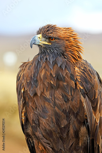 Mongolian eagle hunt