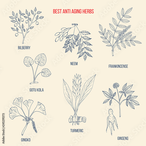 Best anti-aging herbs collection