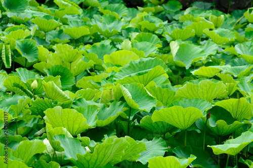 lotus, flower, beautiful, pink, nature, green, summer, background, white, water, tropical, blossom, flora, bloom, botany, peace, oriental, pond, aquatic, waterlily, landscape, leaf, beauty, blooming, 