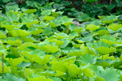 lotus, flower, beautiful, pink, nature, green, summer, background, white, water, tropical, blossom, flora, bloom, botany, peace, oriental, pond, aquatic, waterlily, landscape, leaf, beauty, blooming, 
