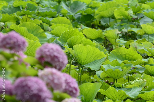 lotus, flower, beautiful, pink, nature, green, summer, background, white, water, tropical, blossom, flora, bloom, botany, peace, oriental, pond, aquatic, waterlily, landscape, leaf, beauty, blooming, 