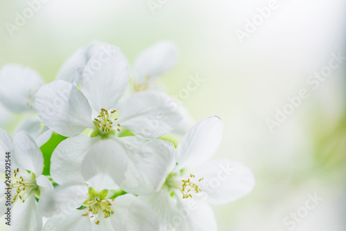 White apple tree flowers