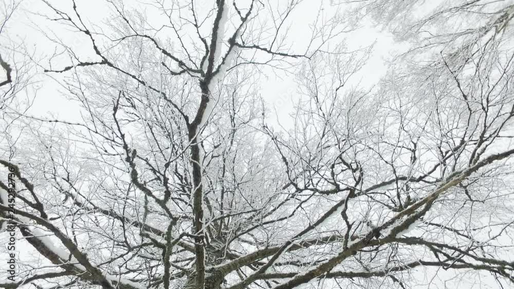 birch tree branches in snow camera rotation birch tree branches in snow camera rotation