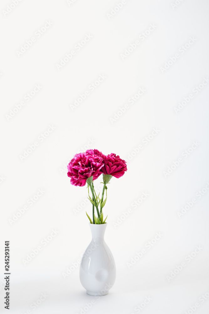 Fototapeta premium 8 March Women's day Carnation