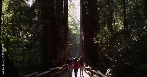 Tourists walking along the tall trees at Muir Woods National Monument, California, Shot with the RED Epic  photo