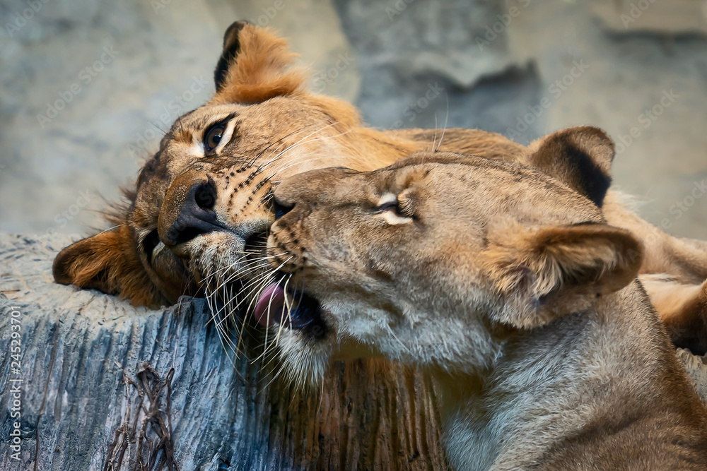 Naklejka premium Close up lions.