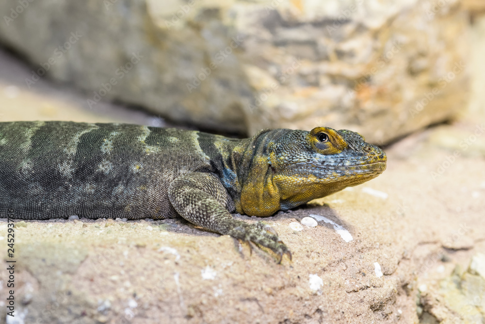 California rock lizard basking on a rock California rock lizard basking on a rock