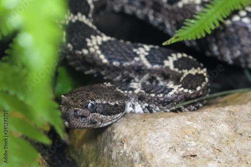 Arizona black rattlesnake basking on a rock between plants