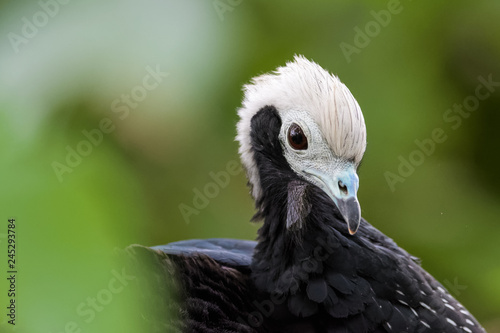 Closeup portrait of a blue throated piping guan photo