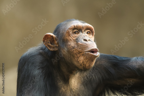 Obraz na płótnie Closeup portrait of a chimpanzee shouting