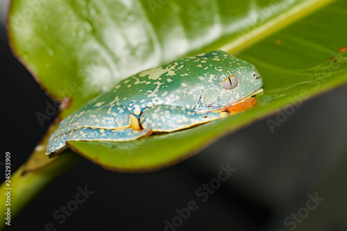 Fringe tree frog on a leaf