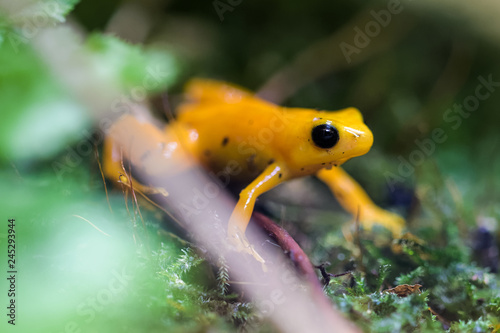 Golden mantella on moss