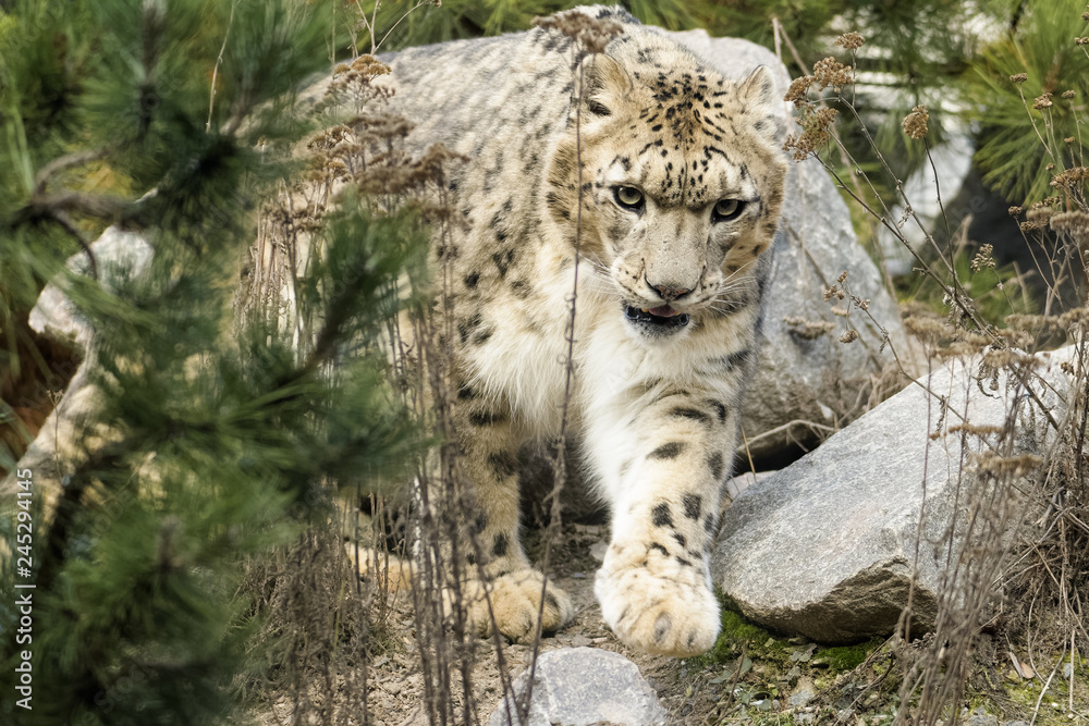 Fototapeta premium Snow leopard walking around in rocky terrain